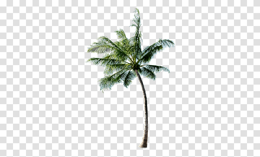 Coconut Tree Download Image Palm Tree Beach, Plant, Arecaceae, Leaf, Green Transparent Png