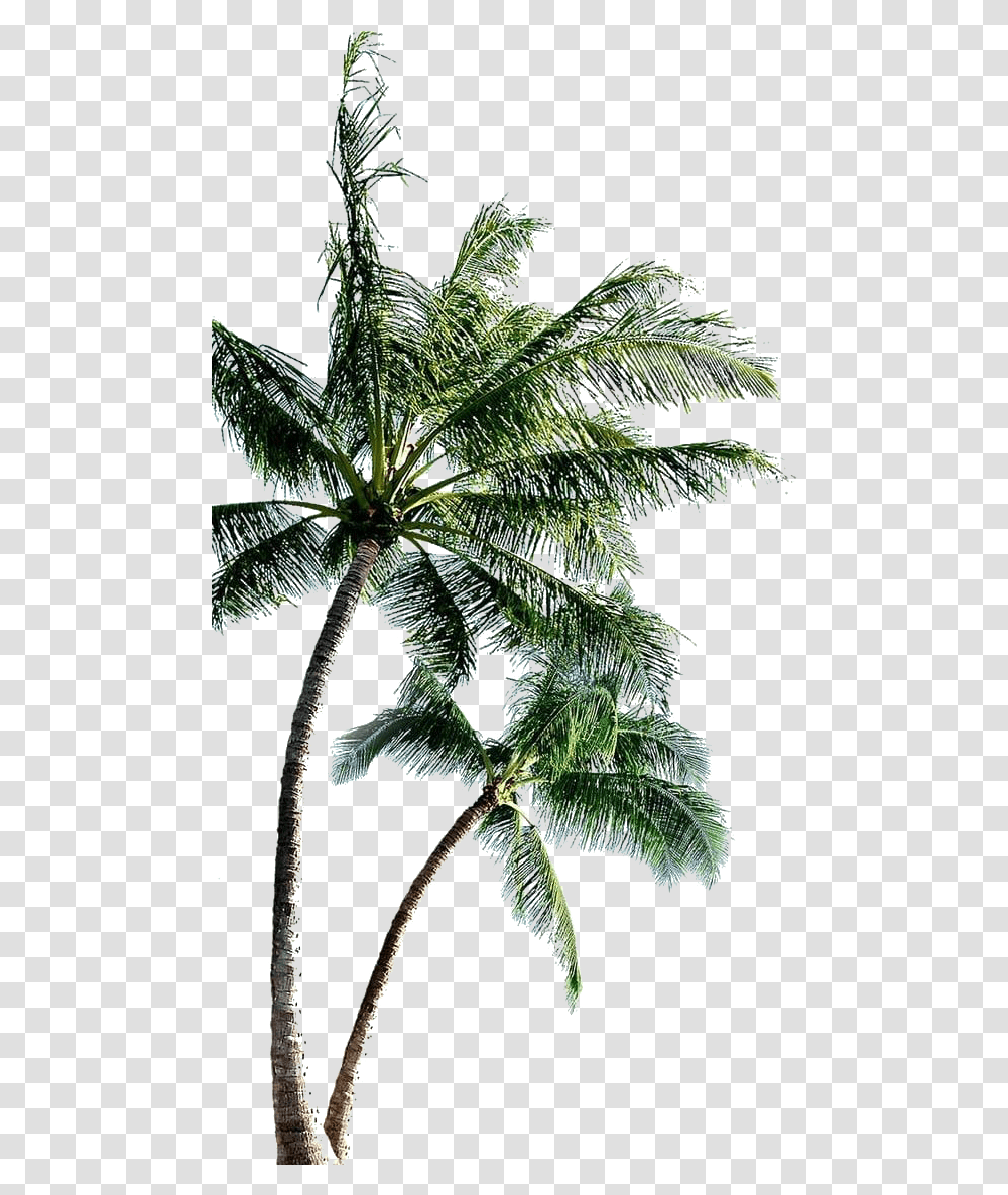 Coconut Tree File Coconut Tree, Plant, Fir, Abies, Palm Tree Transparent Png