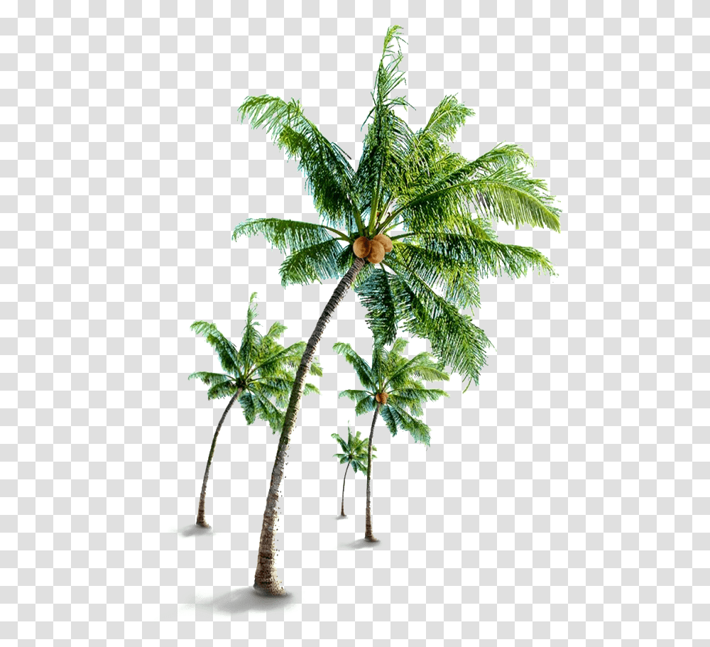 Coconut Tree Free Coconut Tree, Plant, Leaf, Palm Tree, Potted Plant Transparent Png