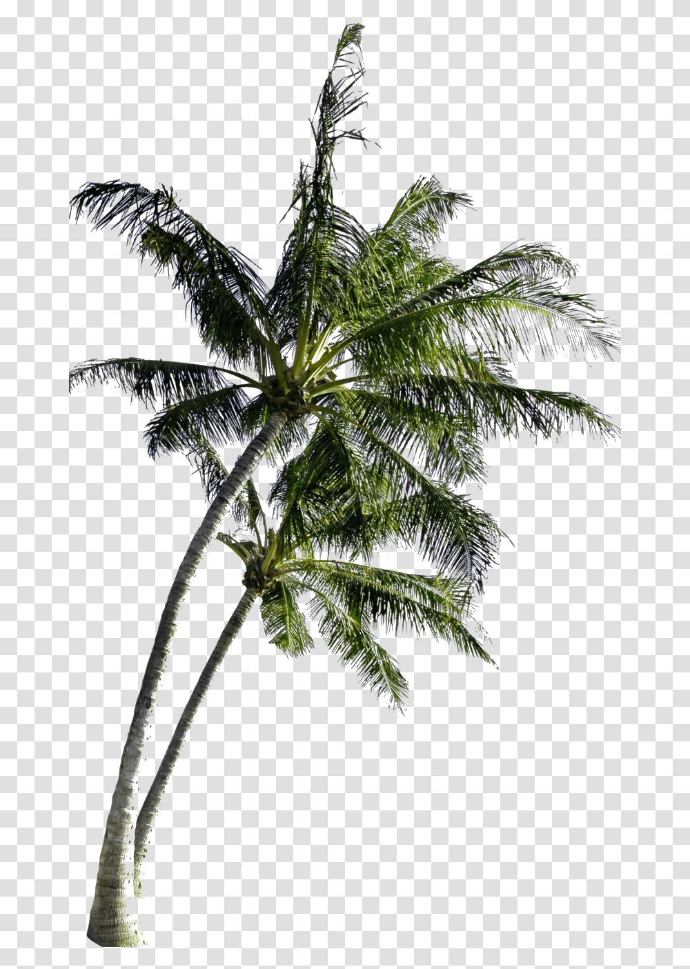 Coconut Tree Free Image All Coconut Tree With Coconut, Plant, Palm Tree, Arecaceae, Leaf Transparent Png