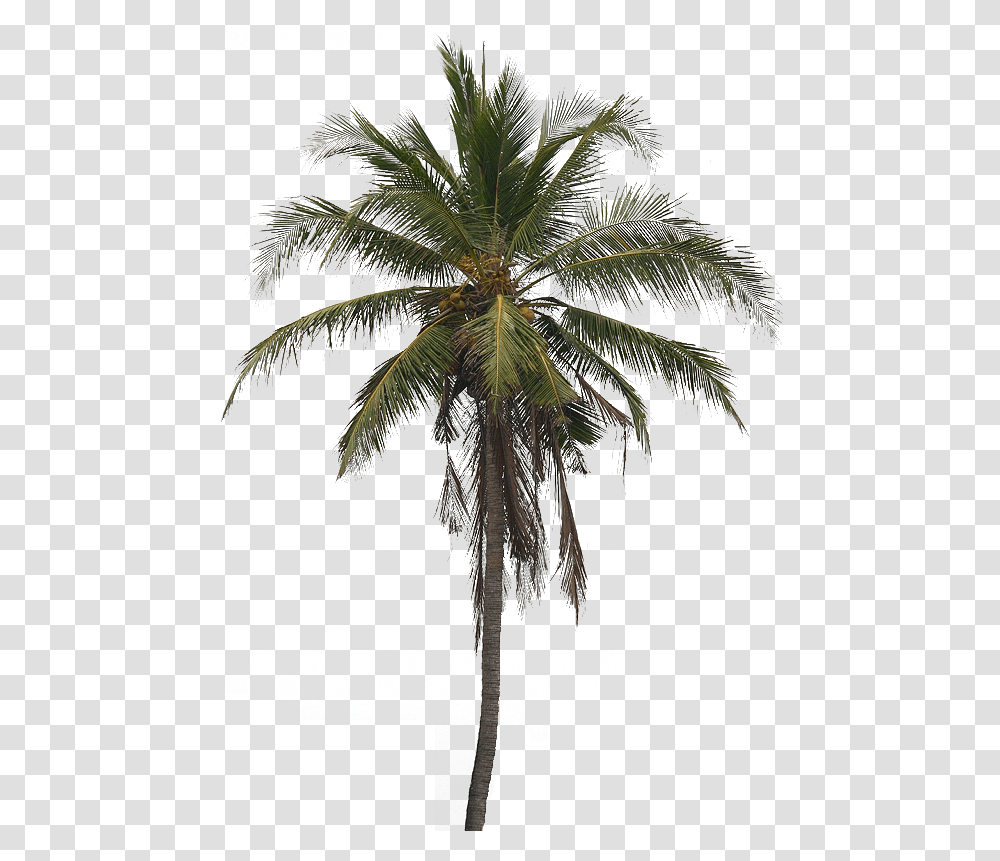 Coconut Tree Hd Photo All Real Coconut Tree, Palm Tree, Plant, Arecaceae Transparent Png