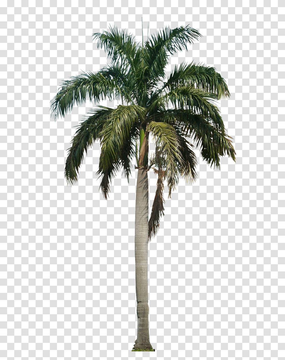 Coconut Tree Hd, Plant, Palm Tree, Arecaceae, Bird Transparent Png