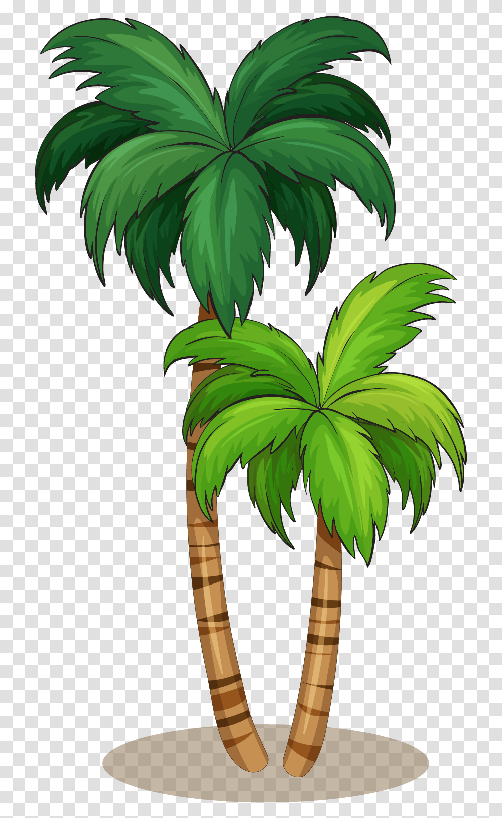 Coconut Tree Illustration, Plant, Palm Tree, Arecaceae, Leaf Transparent Png