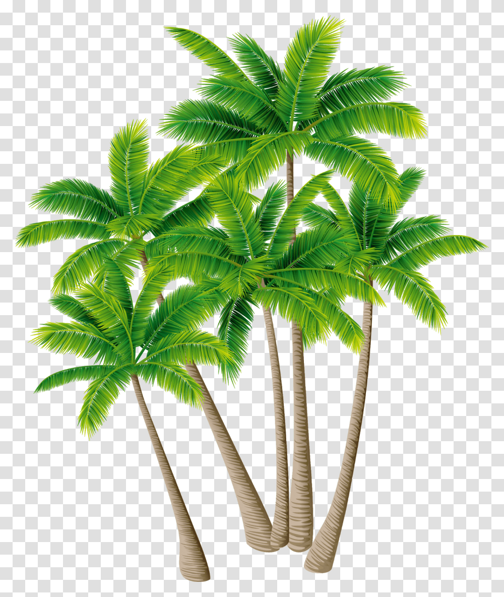 Coconut Tree Image Vector, Plant, Palm Tree, Arecaceae, Leaf Transparent Png