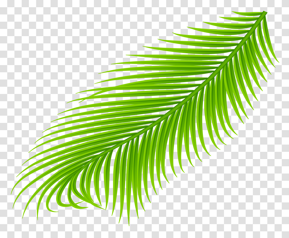 Coconut Tree Leaf Images Collection For Free Download Palm Leaves Transparent Png