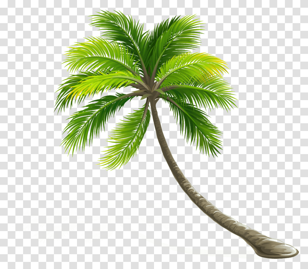 Coconut Tree Leaf Images Collection Palm Leaves, Plant, Palm Tree, Arecaceae, Fern Transparent Png
