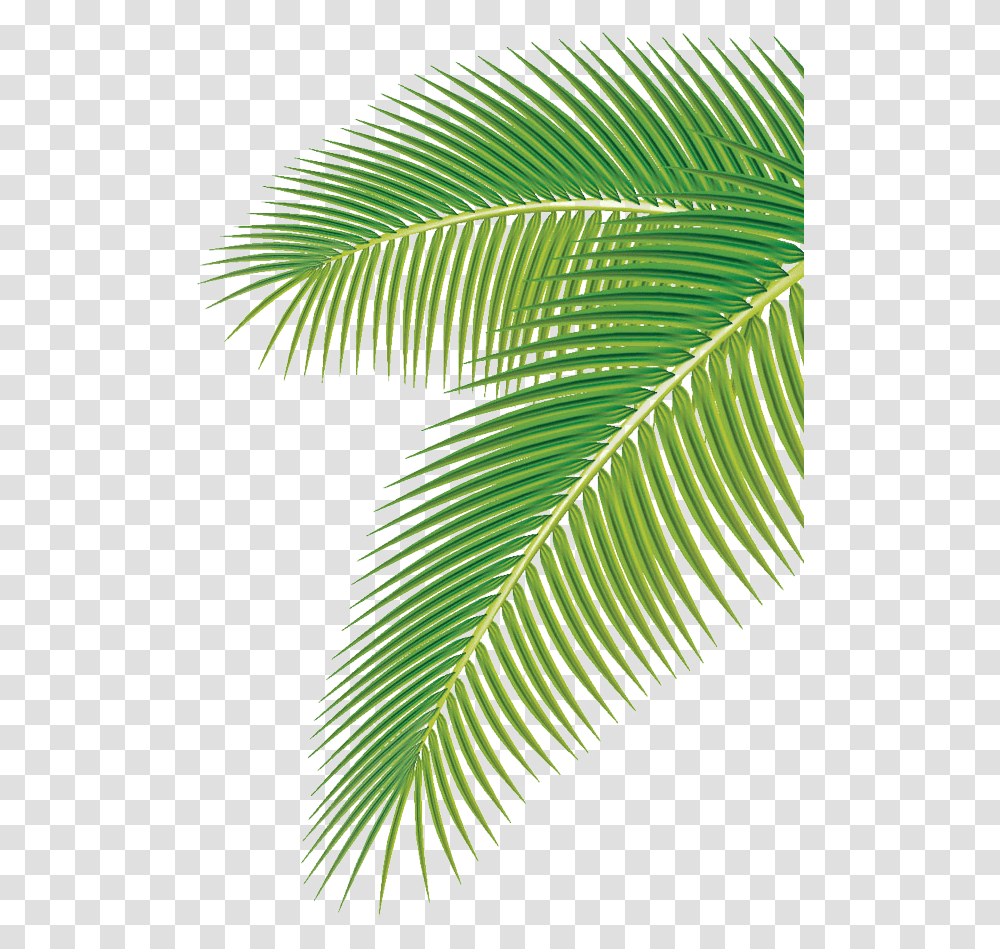 Coconut Tree Leaf Vector, Plant, Fern, Flower, Blossom Transparent Png