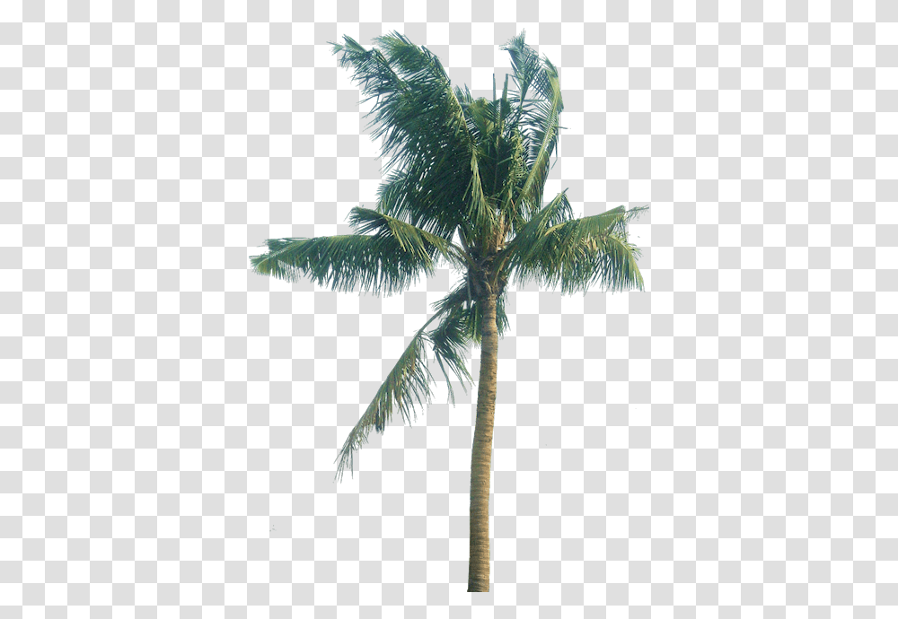 Coconut Tree Leaves Download Cocos Nucifera Tree Cocos Nucifera, Plant, Palm Tree, Arecaceae, Bird Transparent Png