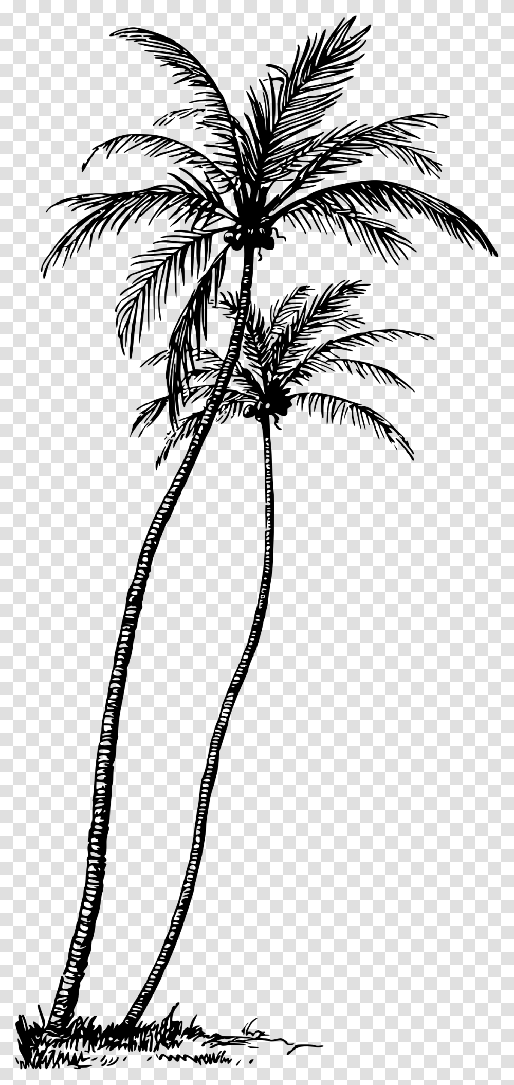 Coconut Tree Line Art, Gray, World Of Warcraft Transparent Png