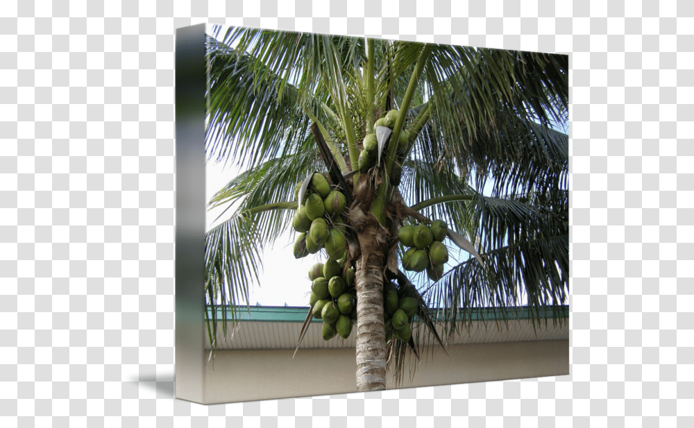 Coconut Tree Loaded With Green Coconuts By The Mears Coconut Tree With Coconuts, Plant, Fruit, Food, Vegetable Transparent Png