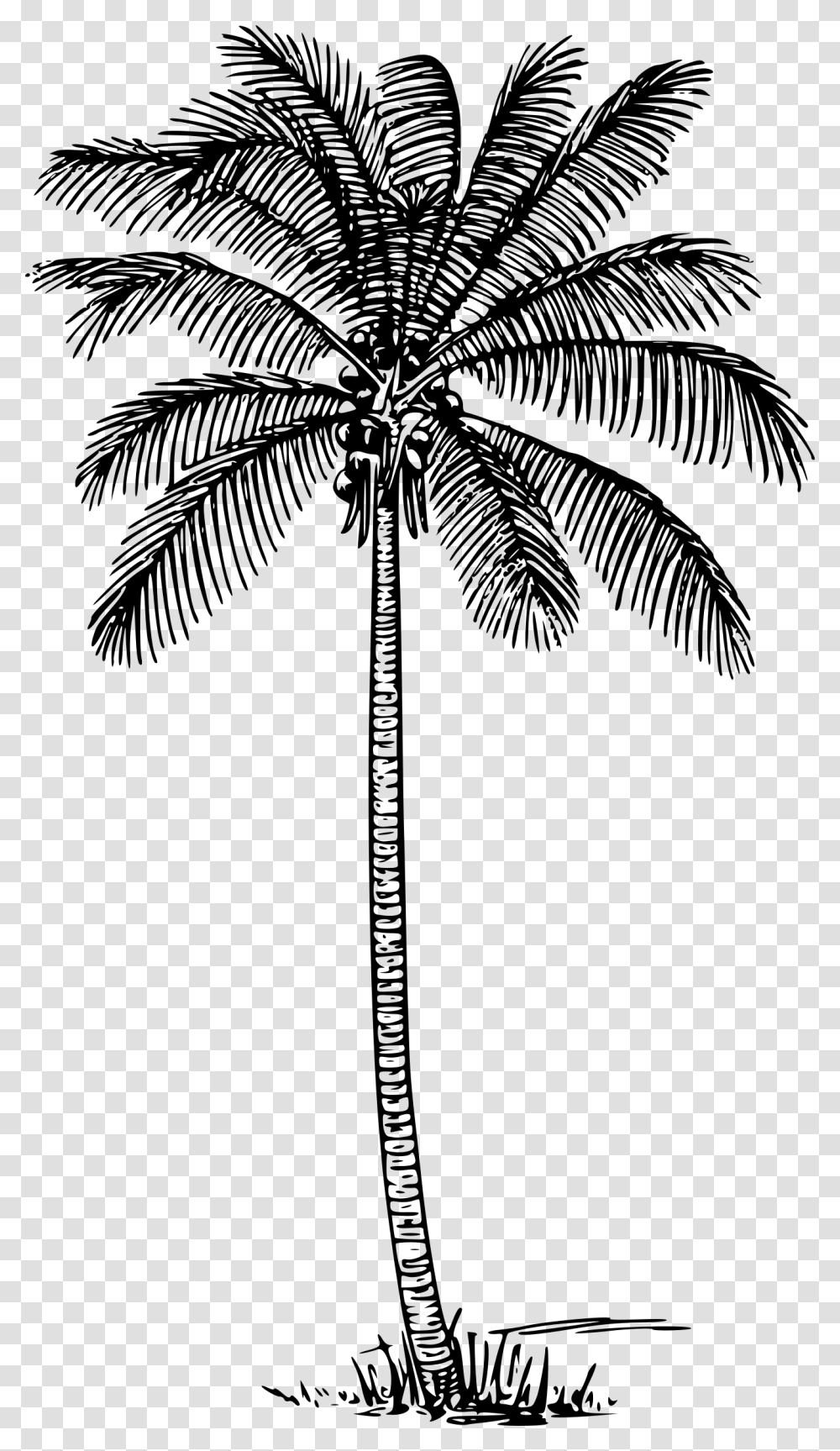 Coconut Tree Outline, Gray, World Of Warcraft Transparent Png