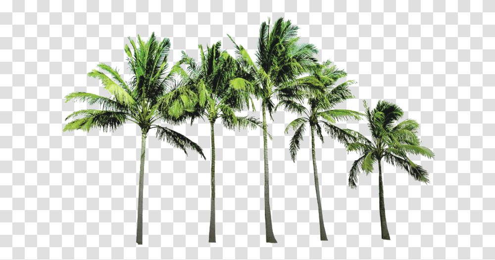 Coconut Tree Picture Coconut Trees Background, Plant, Palm Tree, Arecaceae, Green Transparent Png