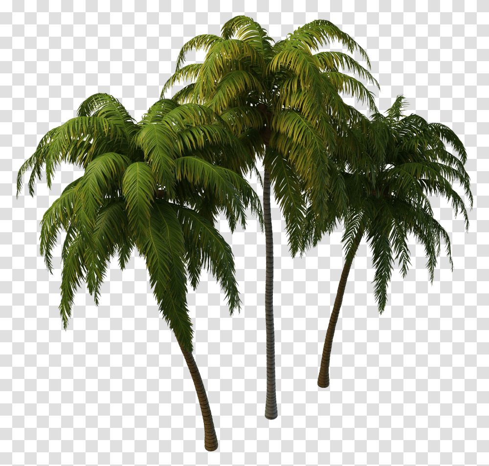 Coconut Tree Plan, Plant, Palm Tree, Arecaceae, Vegetation Transparent Png