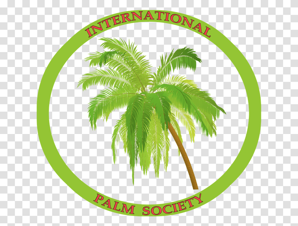 Coconut Tree, Plant, Green, Vegetation, Leaf Transparent Png