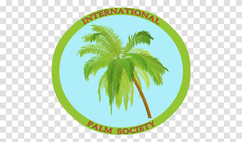 Coconut Tree, Plant, Palm Tree, Arecaceae, Leaf Transparent Png