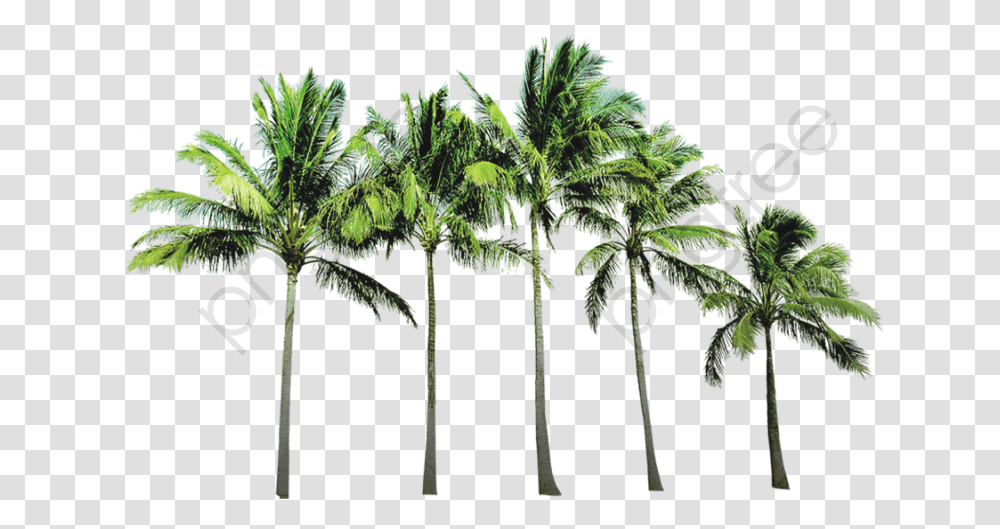 Coconut Tree, Plant, Palm Tree, Arecaceae, Vegetation Transparent Png