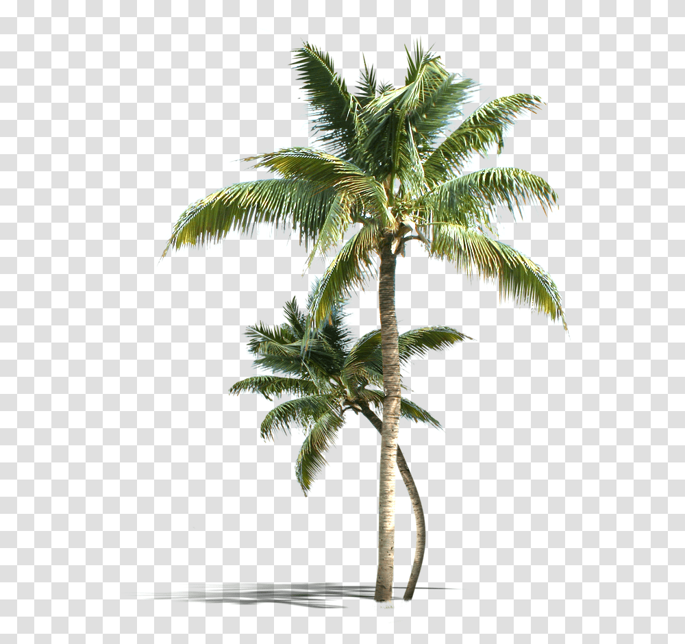 Coconut Tree, Plant, Palm Tree, Bird, Animal Transparent Png