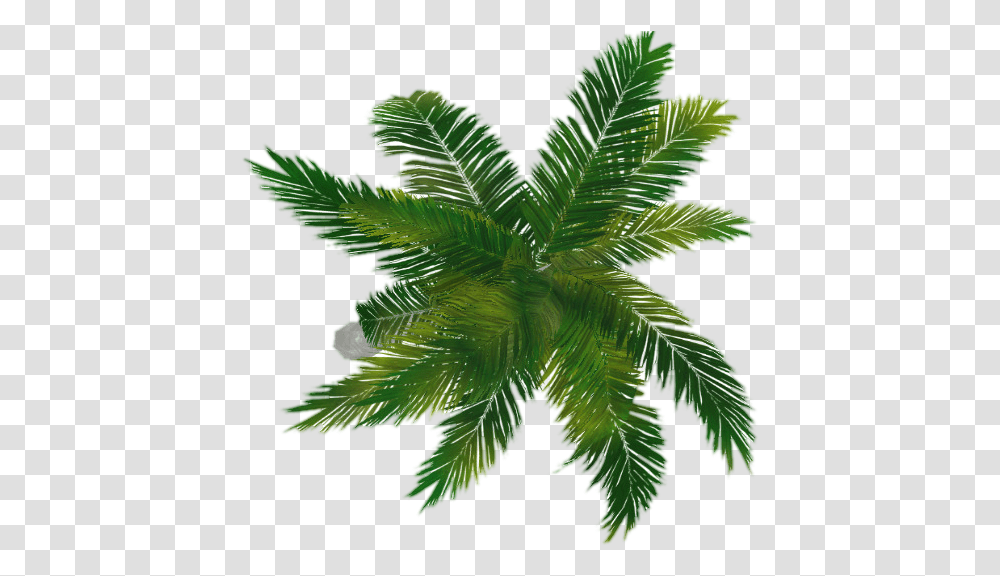 Coconut Tree Top View Coconut Tree Top View, Leaf, Plant, Green, Potted Plant Transparent Png