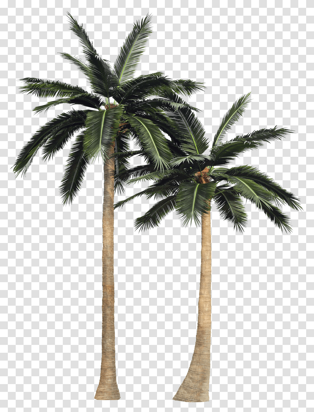 Coconut Tree Transparent Png
