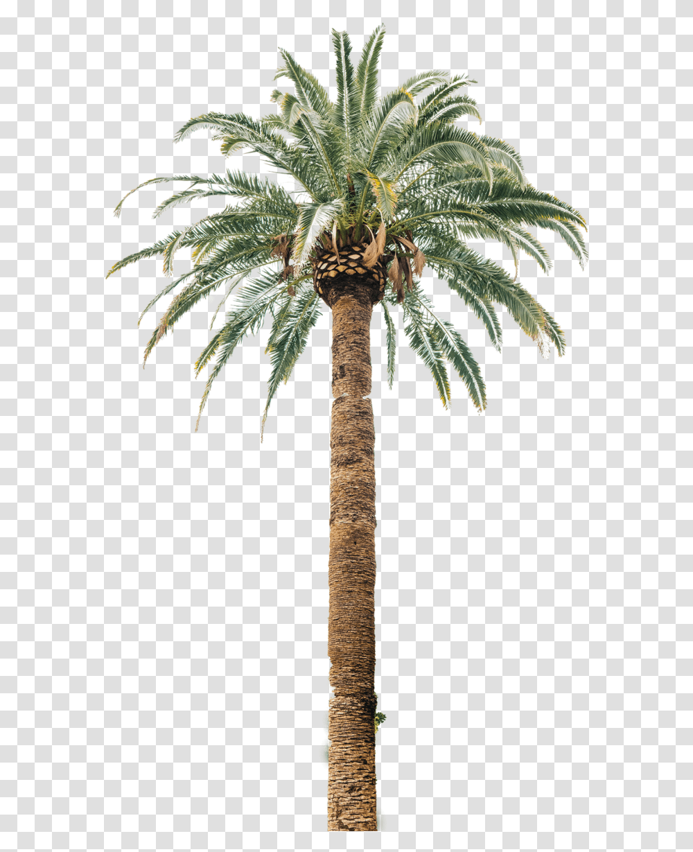 Coconut Tree Useful Parts, Plant, Palm Tree, Arecaceae, Cross Transparent Png