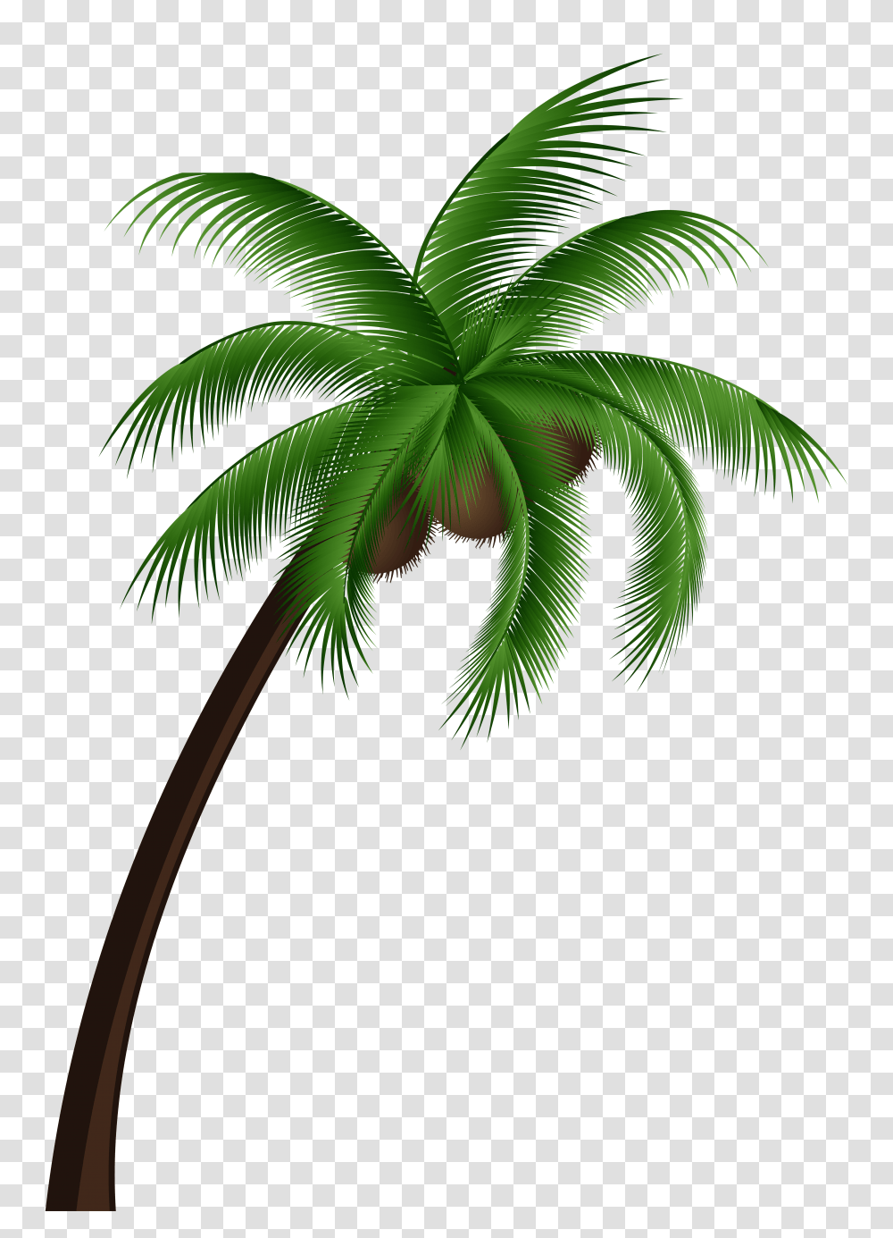 Coconut Tree Vector Coconut Palm Tree Transparent Png