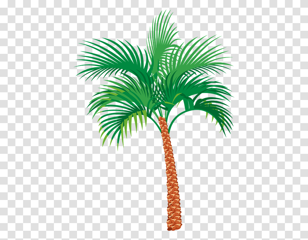 Coconut Tree Vector, Palm Tree, Plant, Arecaceae Transparent Png