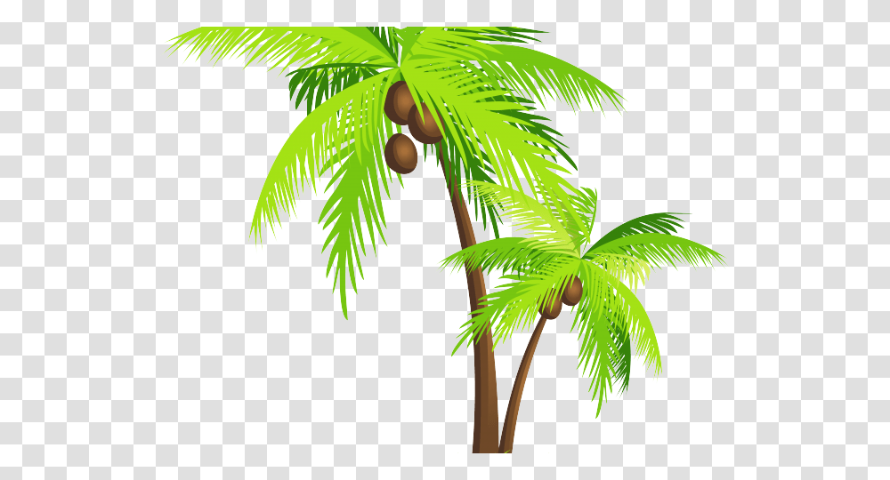 Coconut Tree Vector, Plant, Leaf, Palm Tree, Arecaceae Transparent Png