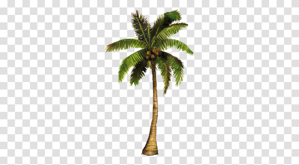 Coconut Tree With Coconut, Plant, Palm Tree, Arecaceae, Fruit Transparent Png