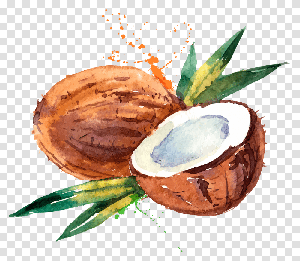 Coconut Water Coconut Milk Watercolor Painting, Plant, Vegetable, Food, Fungus Transparent Png