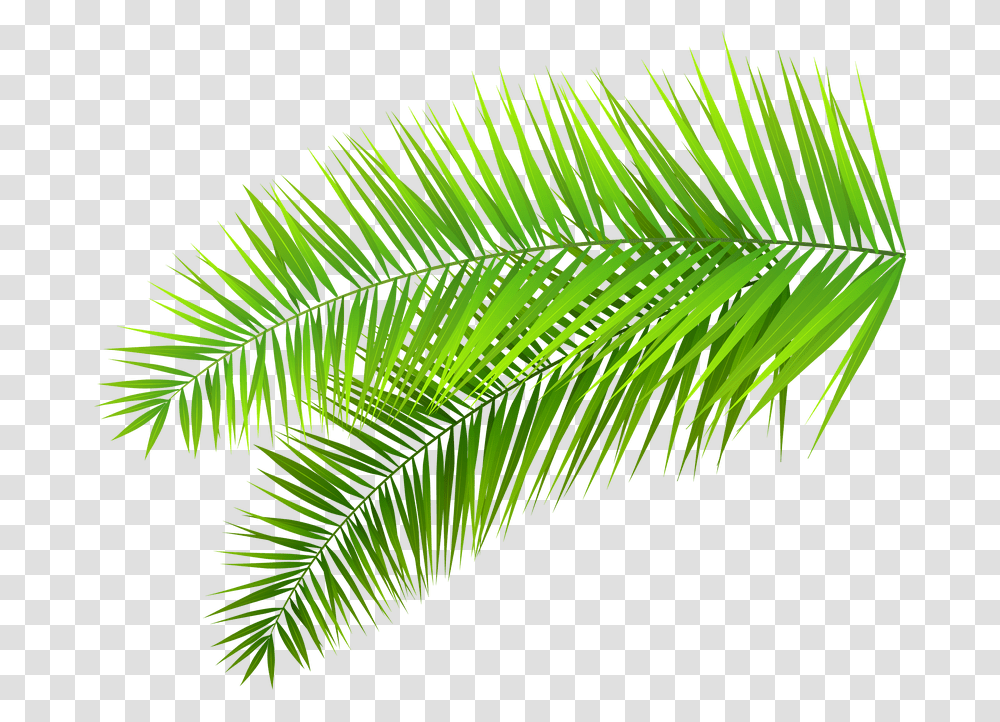 Coconuts Vector Palm Tree Palm Leaves Background, Green, Leaf, Plant, Fern Transparent Png