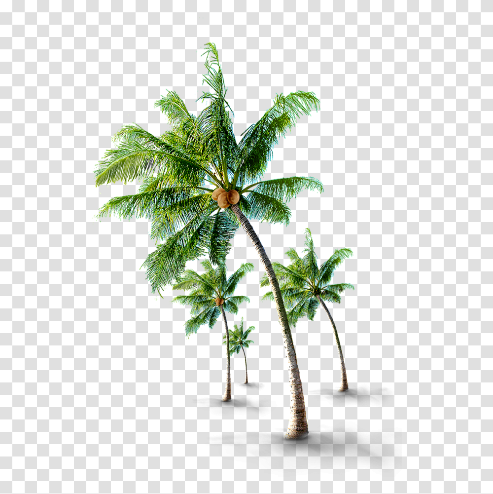 Coconutwater Coconut Tree Beach Green Sheets Coconut Palm Tree, Plant, Leaf, Potted Plant, Vase Transparent Png