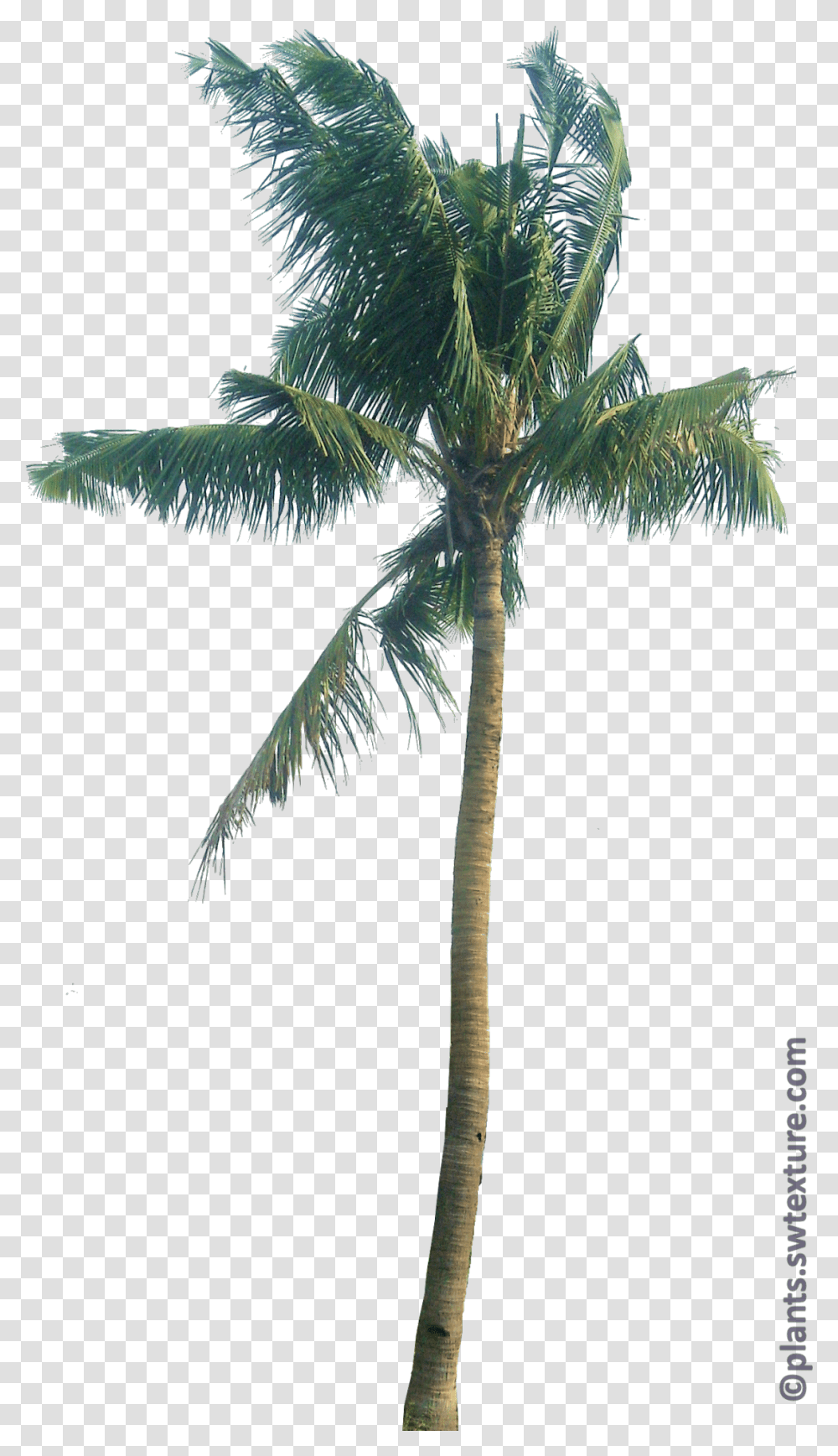 Cocos Nucifera, Tree, Plant, Palm Tree, Arecaceae Transparent Png