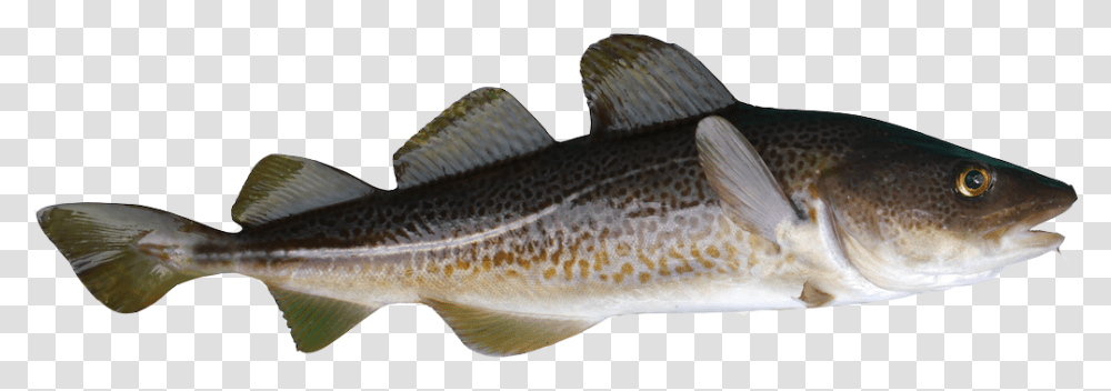 Cod Baltic Cod, Fish, Animal, Trout, Carp Transparent Png