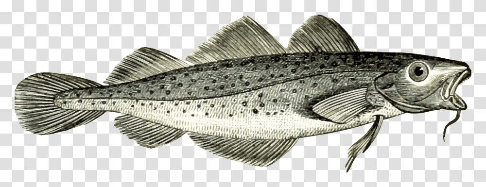 Cod Clip Arts Cod Fish Clip Art, Animal, Perch, Tuna, Sea Life Transparent Png