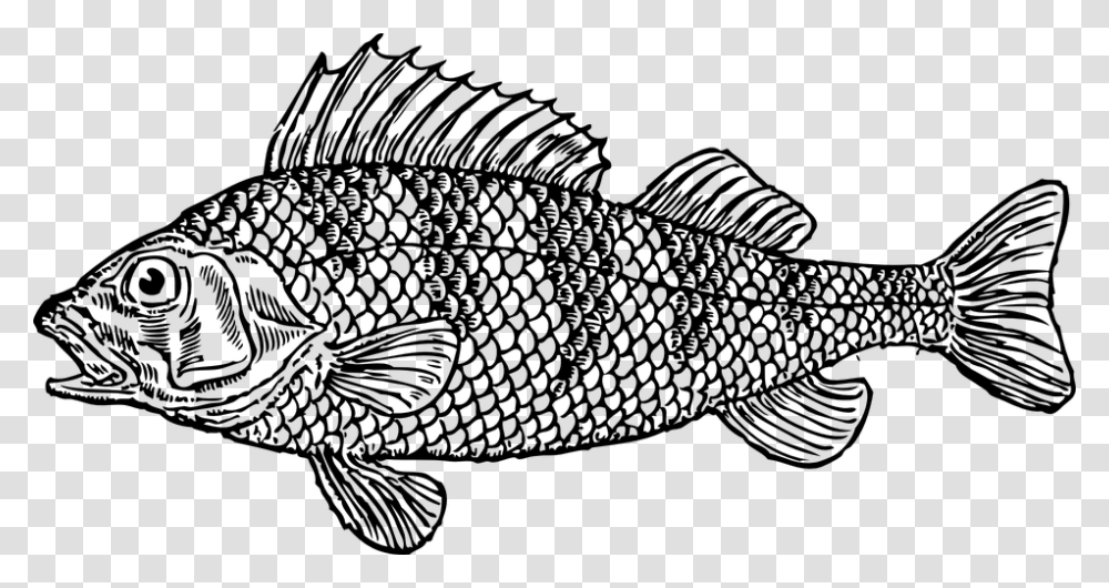 Cod Fish Animal Sea Scales Scaly Basic Parts Of A Fish, Gray, World Of Warcraft Transparent Png