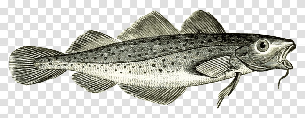 Cod Fish, Animal, Tuna, Sea Life, Bonito Transparent Png