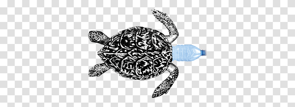 Codes Generator Projects Photos Videos Logos Hawksbill Sea Turtle, Tortoise, Reptile, Sea Life, Animal Transparent Png