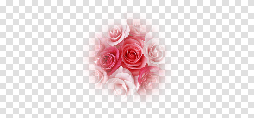 Coeur De Roses Rouge Volare Krema Za Telo, Plant, Flower, Blossom, Flower Bouquet Transparent Png