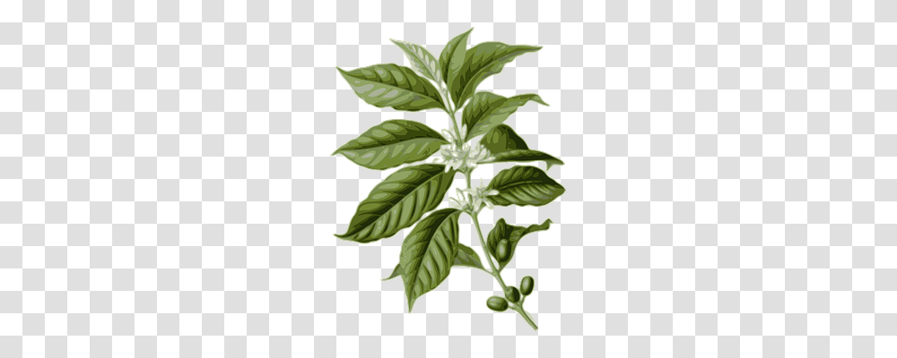 Coffee Nature, Plant, Leaf, Weed Transparent Png