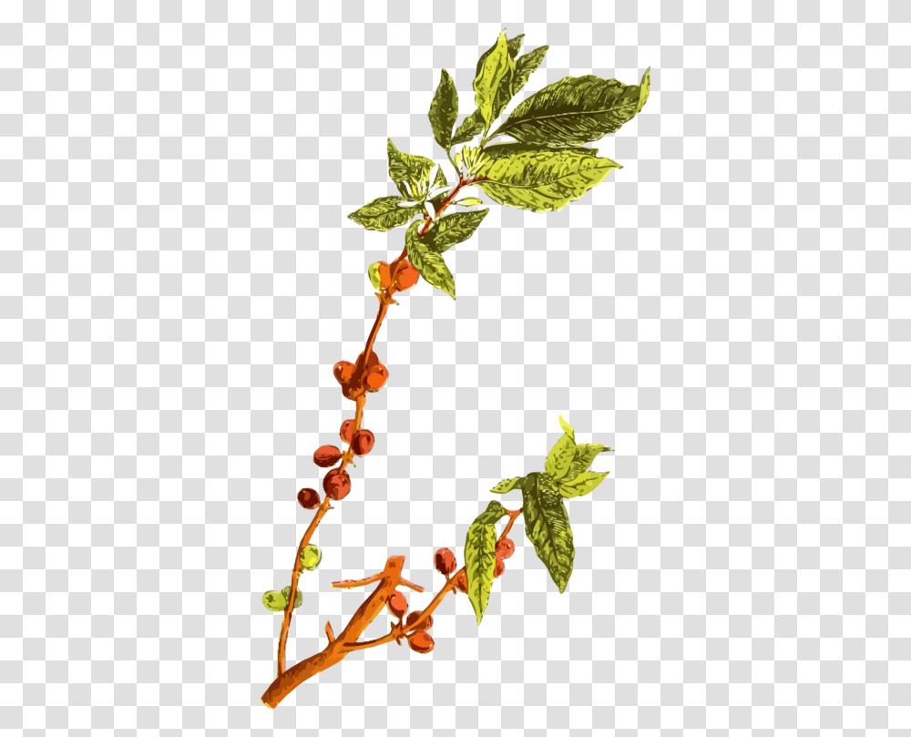 Coffee Bean Arabic Coffee Arabica Coffee Plants, Leaf, Acanthaceae, Flower, Potted Plant Transparent Png