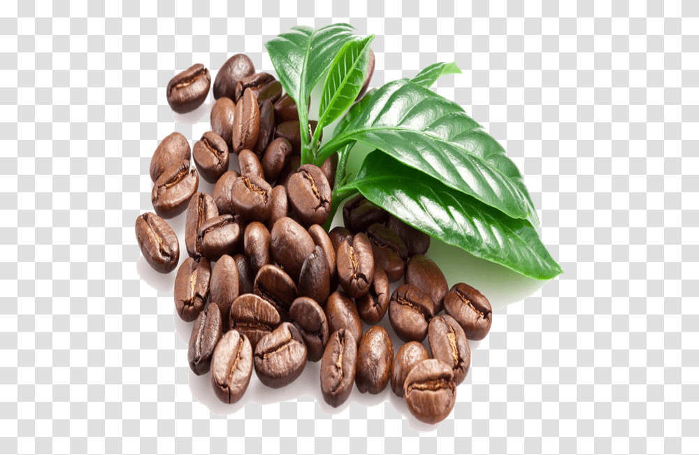 Coffee Bean Unroasted Coffee Bean S13 S16 S18 For Cafe De Veracruz, Plant, Vegetable, Food, Nut Transparent Png