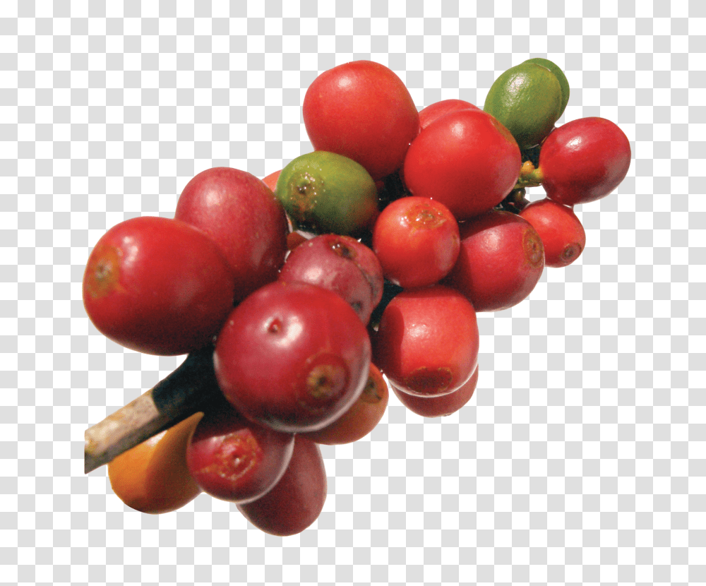 Coffee Beans Image, Drink, Plant, Fruit, Food Transparent Png
