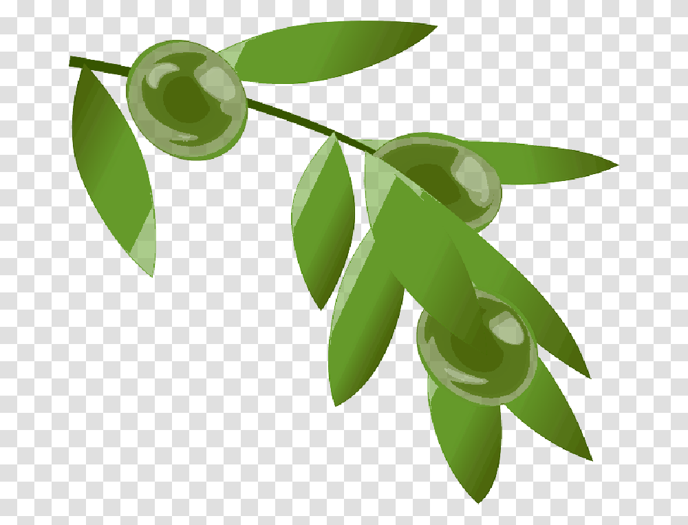Coffee Beans Plant Beans Colombia Cafe Leaves Rama De Cafe, Green, Leaf, Aloe Transparent Png