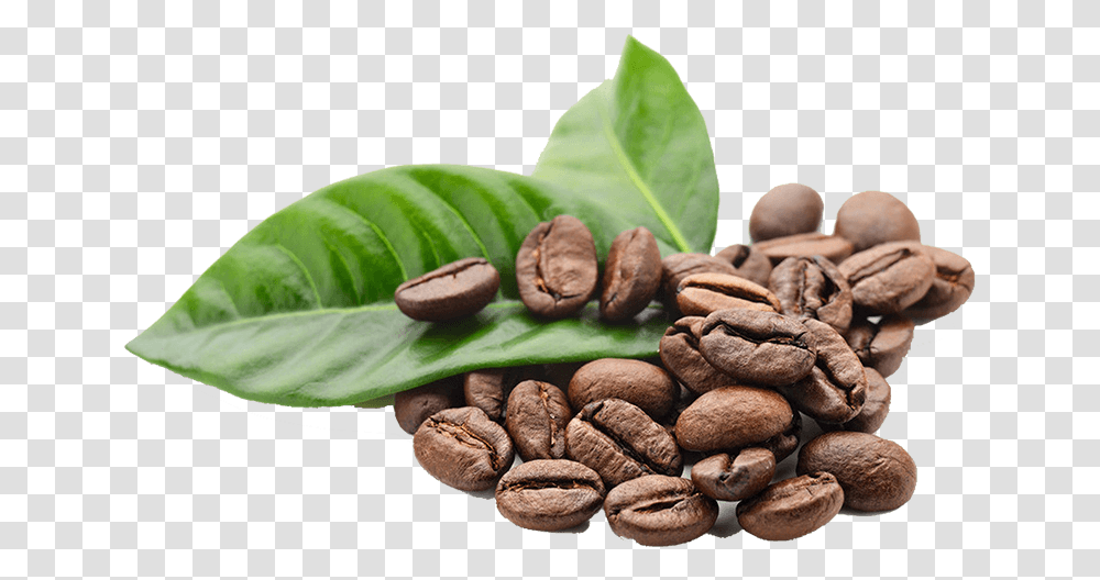 Coffee Beans, Plant, Food, Vegetable, Fungus Transparent Png