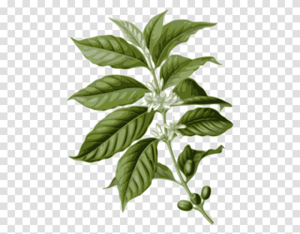 Coffee Flower Leaf Leaves Plant Coffea Arabica, Vase, Jar, Pottery, Potted Plant Transparent Png