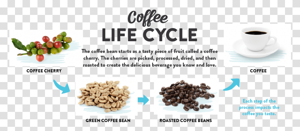 Coffee Life Cycle The Coffee Bean Starts As A Piece Coffee Beans Life Cycle, Plant, Vegetable, Food, Nut Transparent Png