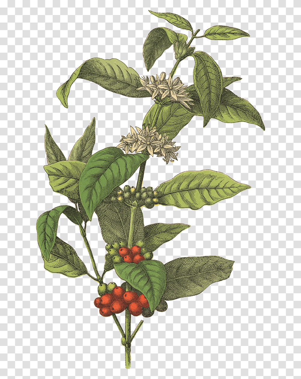 Coffee Plant Botanical Coffee Plant Illustration, Potted Plant, Vase, Jar, Pottery Transparent Png