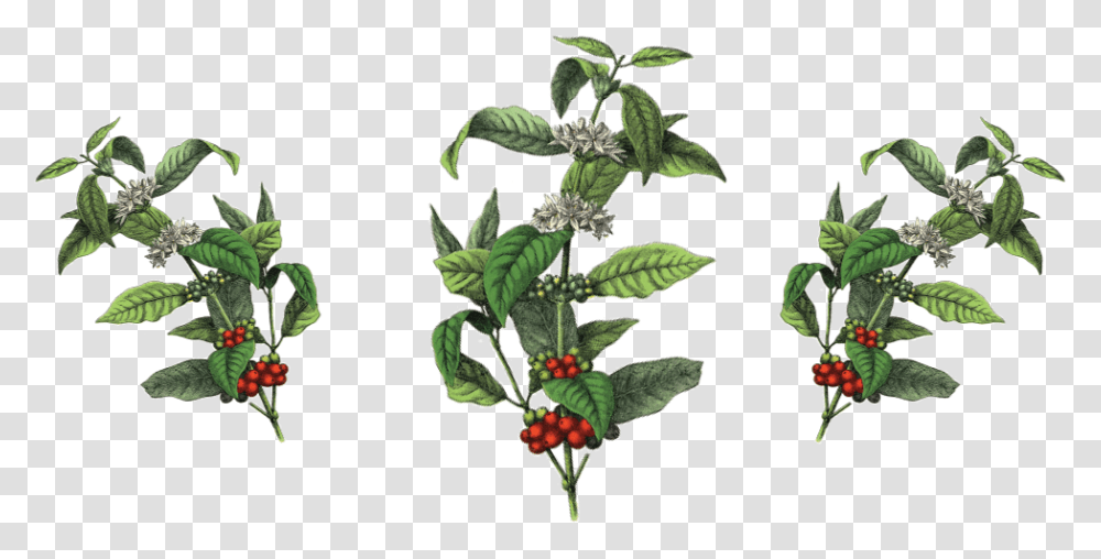 Coffee Plant Botanical Illustration, Potted Plant, Vase, Jar, Pottery Transparent Png
