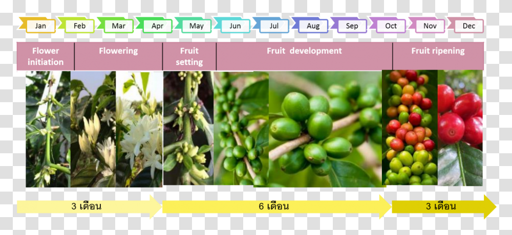 Coffee Plant The Growth Of Coffee Tree Coffee And Fruit Development, Food, Potted Plant, Vase, Jar Transparent Png