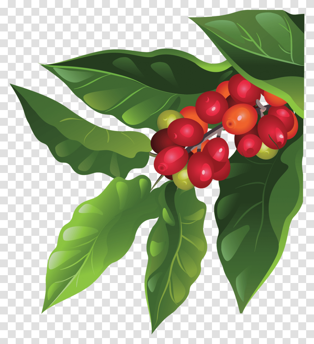 Coffee Tree, Plant, Leaf, Fruit, Food Transparent Png